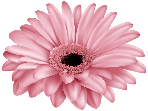 a pink gerbera